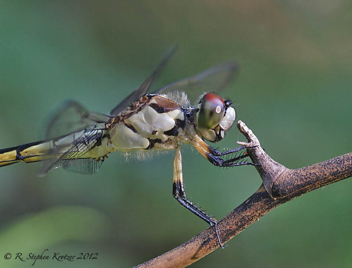 Libellula vibrans, male